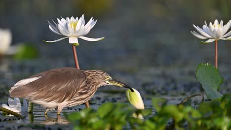 indian pond heron fishing in water lily pond