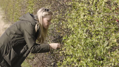 woman picking berries from a bush
