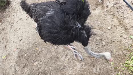 ostrich in a zoo enclosure