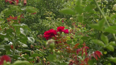 enchanting roses peek through lush greenery, a delicate balance of nature's beauty