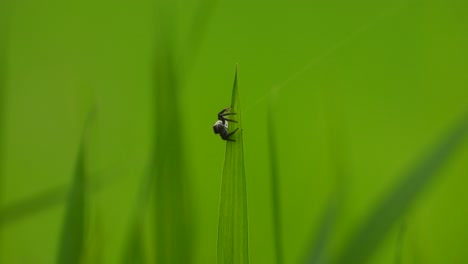 SPider-making-web---green-background-