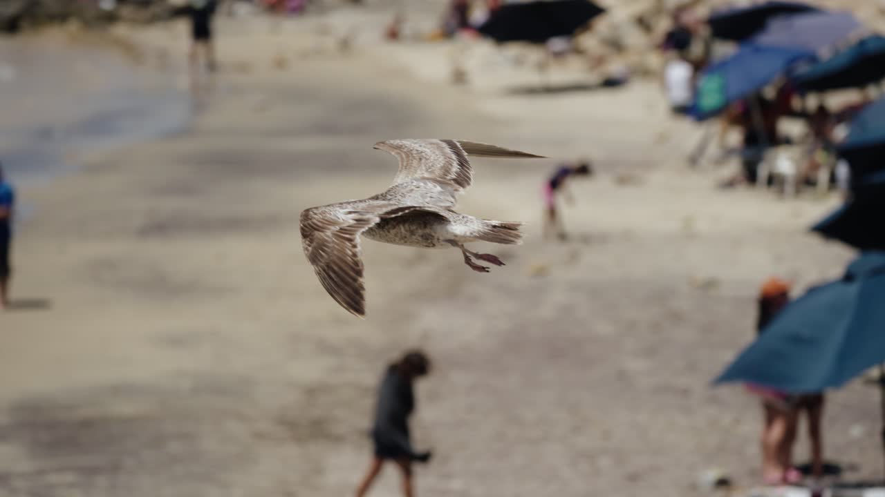 Måge flyver over stranden med turister i Baja California Sur, Cabo, Mexico.