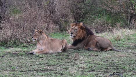 lion pair taking a break at the maasai mara national reserve in kenya