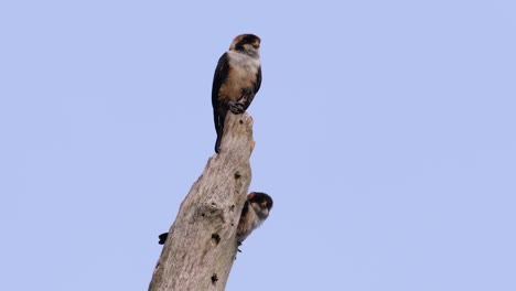 the black-thighed falconet is one of the smallest birds of prey found in the forests in some countries in asia