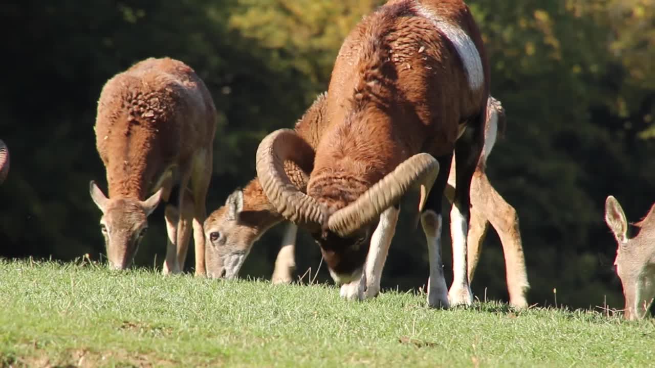 большой коричневый муфлон замечен кормящимся с семьей оленей