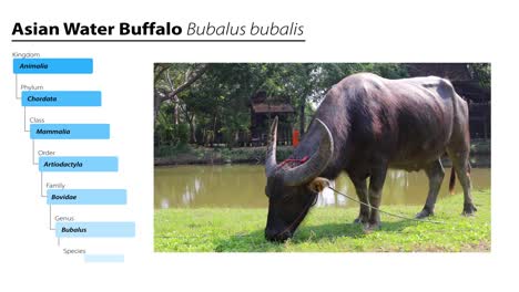 buffalo roaming and grazing by a pond