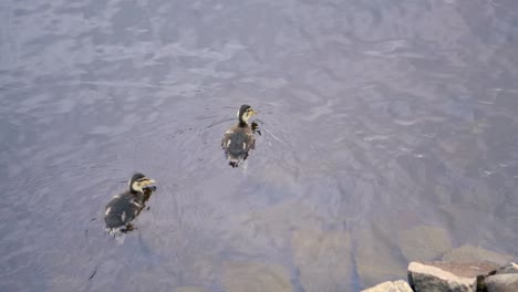 a mother and baby ducks swimming on a large lake