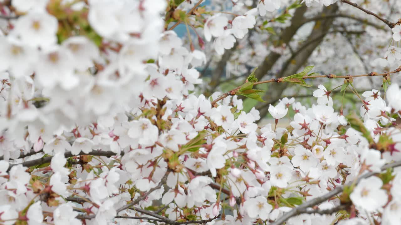 바람 부는 날 벚꽃, 선택적 초점 보기를 기울입니다.