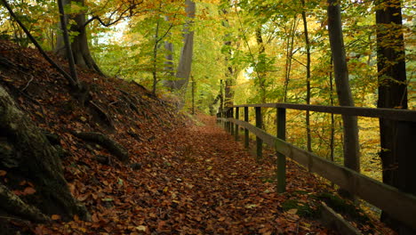 Moviéndose-Lentamente-En-El-Camino-Del-Otoño-En-El-Bosque