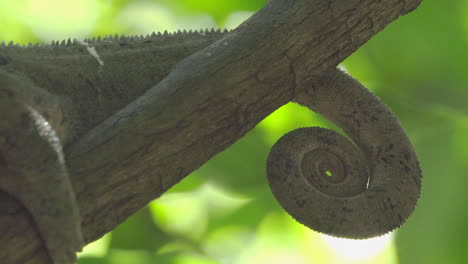 Giant-chameleon-on-a-branch-in-Madagascar,-perfectly-blending-in-by-adapting-color-of-environment