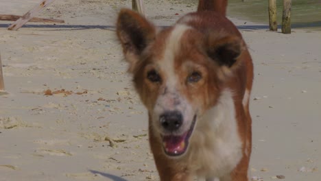 A-joyful-stray-dog-runs-along-a-sandy-beach-towards-camera,-capturing-the-essence-of-carefree-happiness