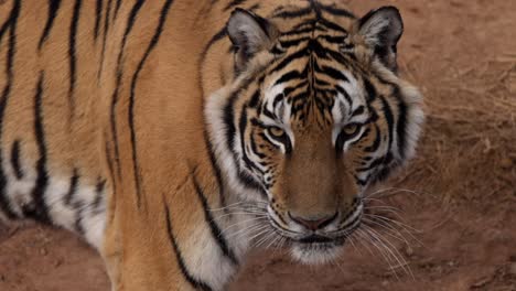 tiger closeup looking and walking towards you super slomo