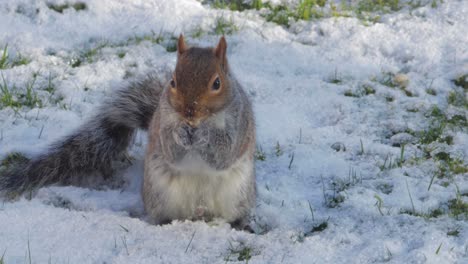 Ardilla-Olfateando-Nueces-En-La-Nieve-Y-Luego-Se-Come-Una