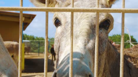 Lindo-Burro-Detrás-De-La-Cerca-De-Metal-Y-Mirando-La-Cámara-En-Bonaire-En-Un-Día-Soleado