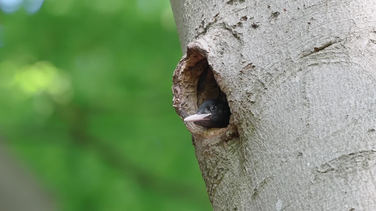 un joven pájaro carpintero negro dentro del nido en el tronco del árbol esperando la llegada de los padres