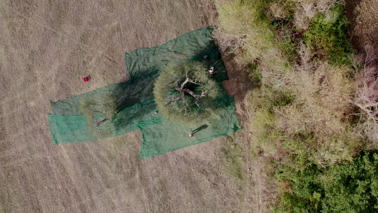 Vista aerea di uliveti autunnali durante la raccolta, Toscana, Italia.