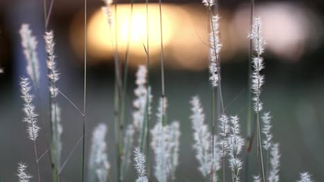 isolated stalks of wild grass, the ones center frame defocused and the ones on the outside in focus