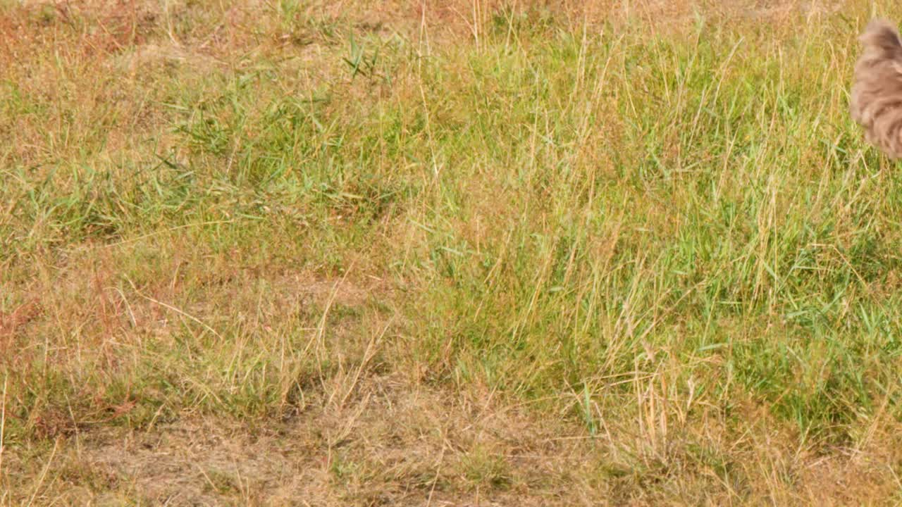 Un cane dal pelo riccio e marrone esplora e annusa l'erba lungo una strada asfaltata sotto la luce del sole.