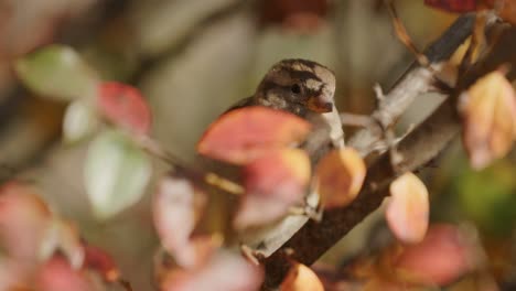 Spatzenvogel,-Der-An-Einem-Sonnigen-Tag-Auf-Dem-Ast-Eines-Herbstlichen-Baumes-Ruht