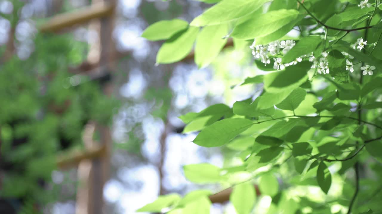 봄의 꽃과 초록색 잎