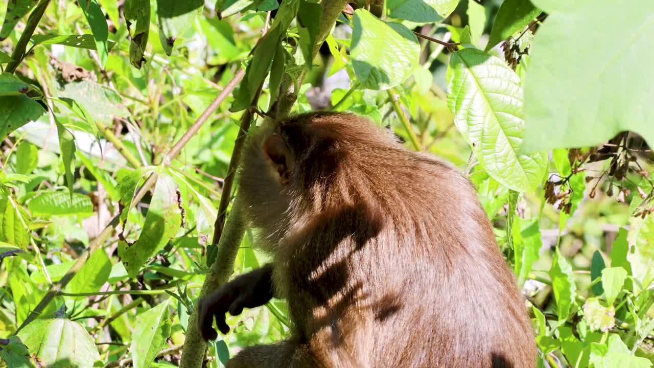 Juvenile macaque monkey eats leafy plant in bright daylight, surrounded by dense rainforest foliage