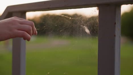 female hand touches cobweb on fence. natural invention of spider and contact with part of wild nature. evening walk of woman at sunset