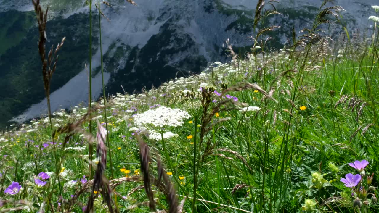 Close-up of wild alpine flowers swaying gently in the wind on a green hillside, with snow-covered mountain slopes softly blurred in the background.