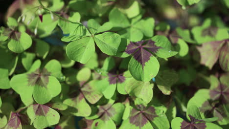 close-up-of-four-leaf-clovers-with-small-droplets-of-water-on-them-on-a-slow-motion-frame-shining-from-the-sun