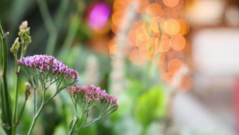 purple flowers with blurred lights in background