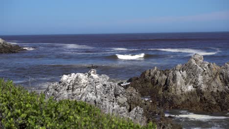 Cormorant-bird-spreads-his-wings-while-sitting-on-rock-next-to-the-sea