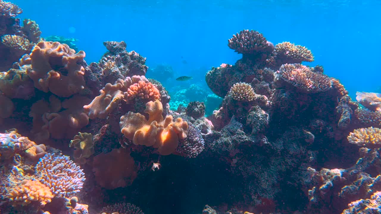 Underwater 4K HDR of the Great Barrier Reef in Queensland, Australia in December 2022