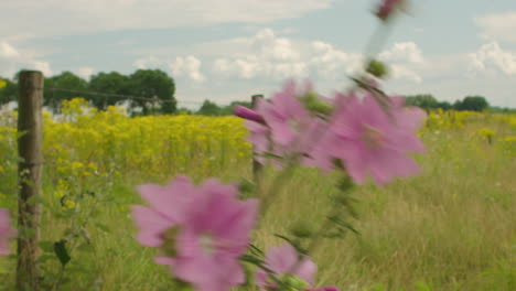 beautiful pink wildflower in the nature of summer