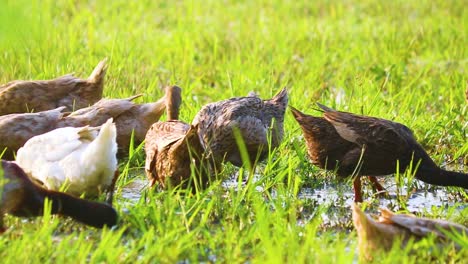 Eine-Gruppe-Von-Enten,-Die-Im-Ländlichen-Bangladesch-Aus-Nächster-Nähe-Durch-Nasse-Reisfelder-Nach-Nahrung-Suchen