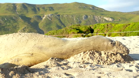 Profile-view-of-Southern-Elephant-Seal-napping-on-white-sandy-beach,-telephoto