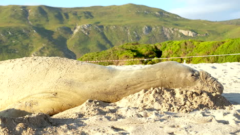 vista de perfil de una foca elefante del sur durmiendo en una playa de arena blanca, telefoto