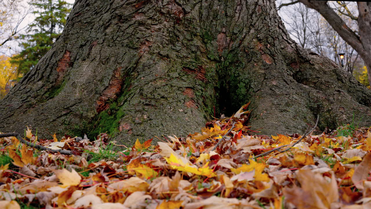 A smooth lateral view of colorful autumn leaves gathered around a large tree trunk in a quiet park. Ideal for seasonal transitions, nature backgrounds, and storytelling atmospheres