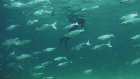 slow-motion underwater shot capturing a school of fish gliding through the kelp forest in crystal-clear waters, showcasing the natural marine habitat