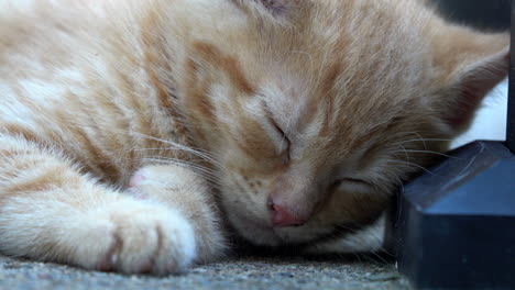 sleepy tabby kitten nods off.