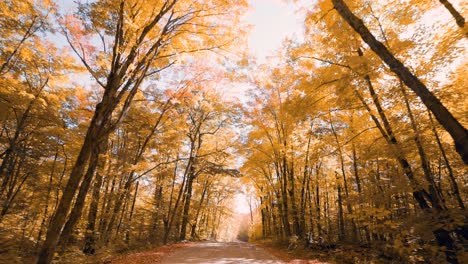 driving through vibrant autumn forest road looking up at orange tree canopy and sun flare