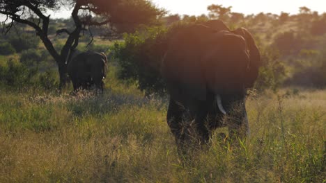 elephant family in the wild with a cub