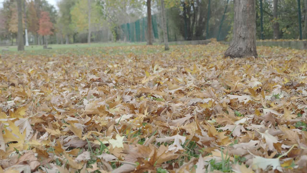 Hojas de otoño en el suelo en un parque