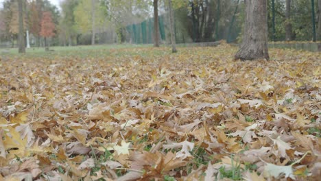 hojas de otoño en el suelo en un parque