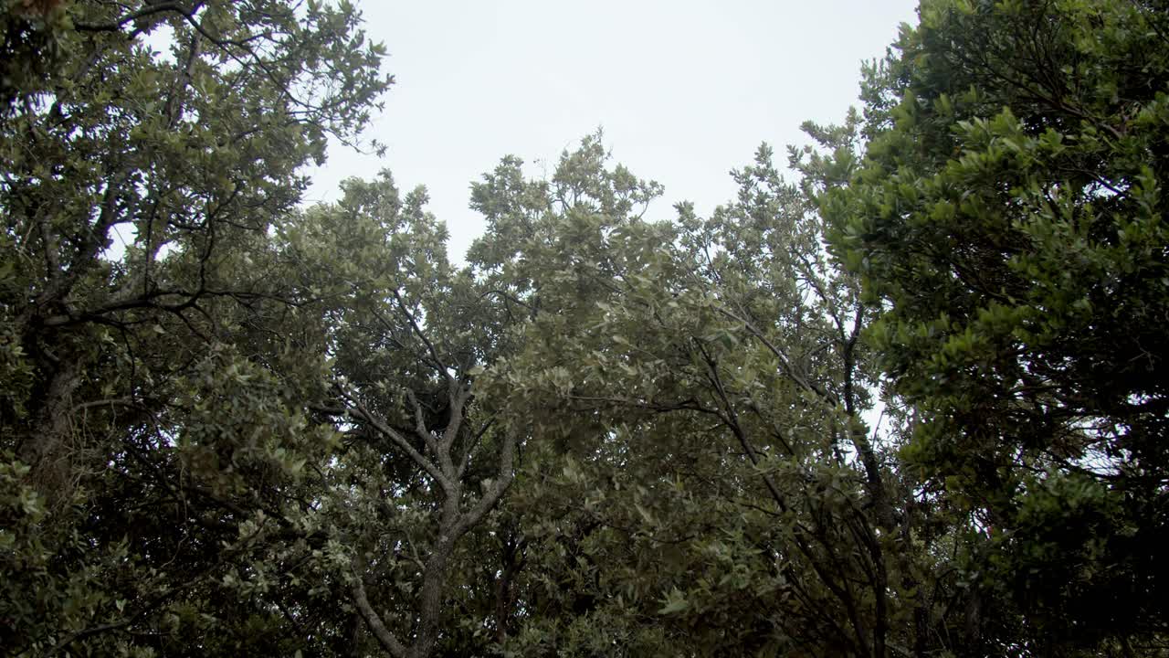 Trees shaking in the wind, pov, up shot