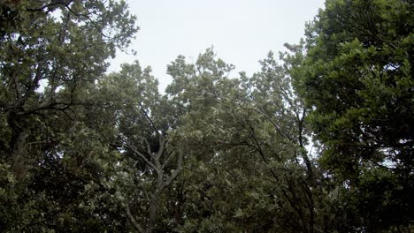 trees shaking in the wind, pov, up shot