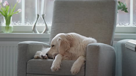 funny sleepy golden retriever resting on a cozy armchair, looking relaxed and content