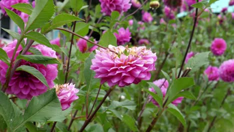 dahlia decorativa, laguna karma variedad en el jardín meciéndose en el viento