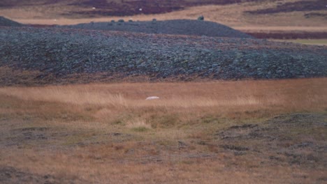 Zorro-ártico-Blanco-Merodeando-Por-La-Tundra-Nórdica-Cubierta-De-Viento-En-Islandia