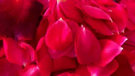 red rose petals, on bed