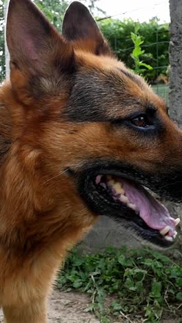 german shepherd on the yard slow motion
