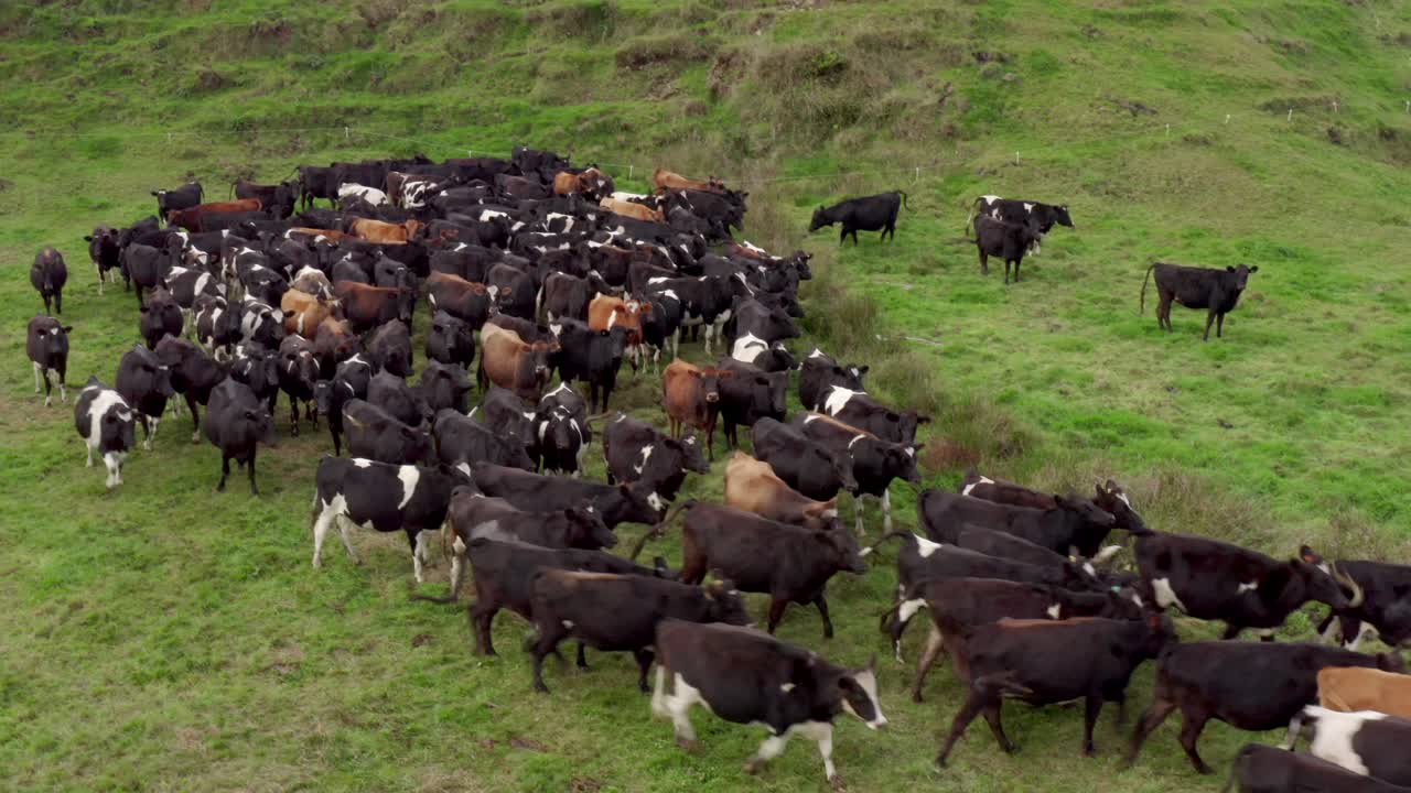 Yeni Zelanda'da çimenlikte aceleyle koşan bir besi inek sürüsü